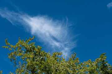 unique shaped cloud above dense leaves covered tree top under blue sky on a sunny day