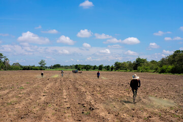 Thai farmer spraying insecticide in rice field