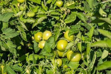 couple green tomatoes hanging on the branch behind dense green leaves in the garden under the sun