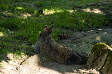 one cute brown rabbit laying on the ground behind rocks under the shade taking a rest away from the hot summer sun