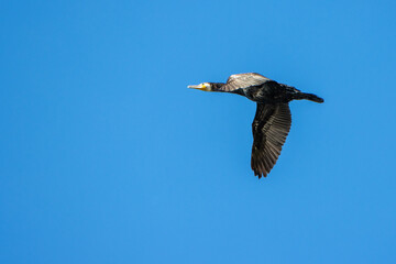  black cormorant flies in the blue sky