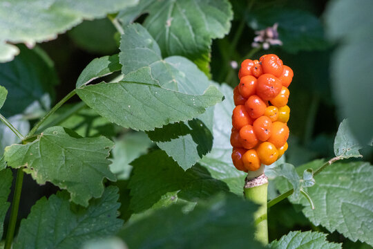 Extra Large Arum Italicum Tuber Rhizome Bulb