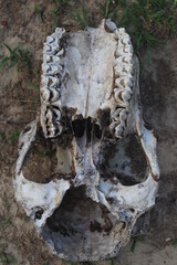 Shul Cow Skeleton Bones With Skin Decomposing in Forest