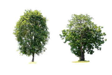 Fototapeta na wymiar Two trees are the most important thing in the world, Oxygen Production, Temperature control, Balance with nature, Isolated on White Background