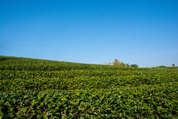Fototapeta na wymiar Beautiful landscape view of choui fong tea plantation at Chiang Rai, Thailand
