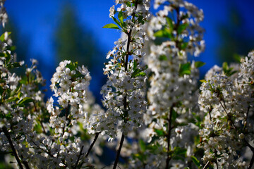 Blooming cherry tree in the garden. Cherry flowers close up.A bouquet flowers. Floral collage. Flower composition. Nature.