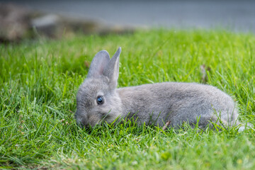 close up of a cute grey bunny eating on green grass field