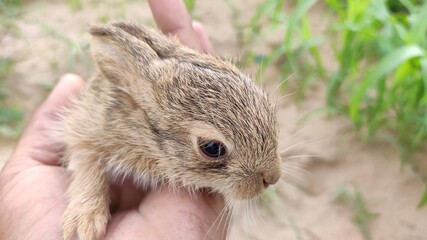 little baby  rabbit in the hand