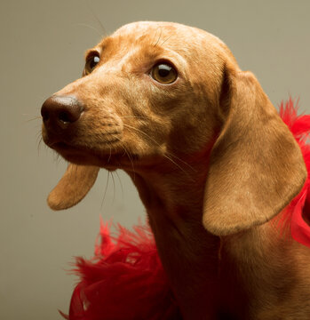 puppy rate