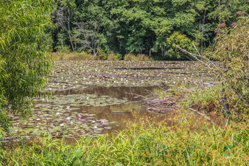 View of an undisturbed pond with lily pads