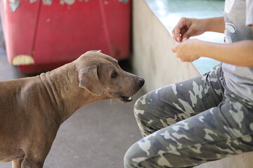 Dog shelter in Thailand, Dog Rescue