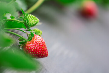 Red strawberries in green foliage