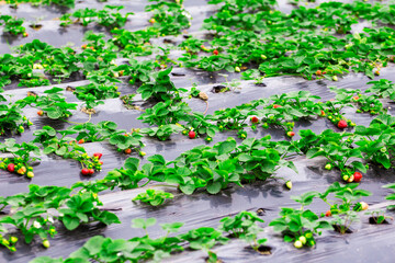 Red strawberries in green foliage