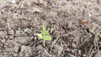 Germinating plant of azadirachta indica (Neem) 