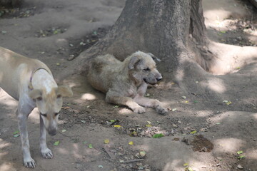 Dog shelter in Thailand, Dog Rescue