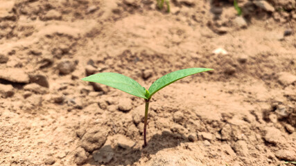 Single germinating plant of green pulse crop (Moong) 