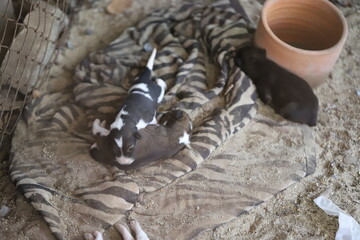 Dog shelter in Thailand, Dog Rescue