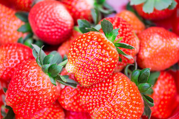 Red strawberries in green foliage