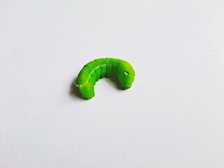 Green worm on a white background