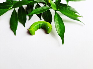 Green worm and green leaves on a white background