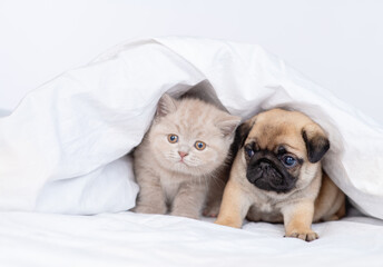 A kitten and a puppy peep out from under the white blanket. Cute couple on the bed at home