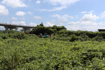 Fototapeta na wymiar 緑と重機