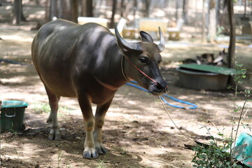Buffalo in Thailand , Albino buffalo