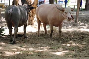 Buffalo in Thailand , Albino buffalo