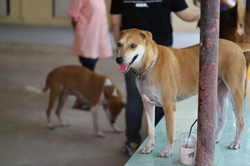 Dog shelter in Thailand, Dog Rescue
