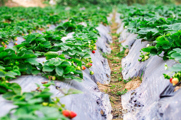 Ripe, bright red strawberries