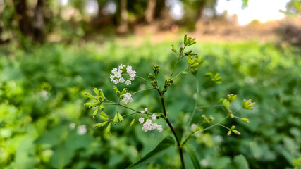 Green grass and flowers in the forest