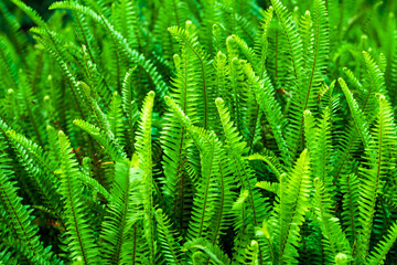 Background of fresh green fern leaves