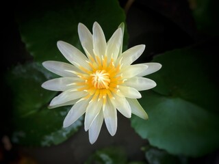 Beautiful blooming lotus,with white petal,blurry light around