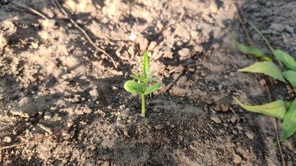 Germinating little plant of azadirachta indica (Neem) 
