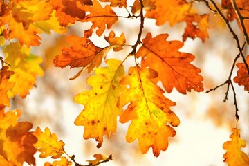Golden autumn. Oak autumn bright yellow and brown leaves on blurred branches background.Autumn Nature Wallpaper.Fall season.Autumn time. 