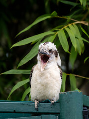 Front of an Australian Laughing Kookaburra (Dacelo novaeguineae) perched on a garden structure looking forward with wide open beak on a background of bamboo
