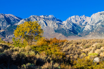 Cottonwood Trees and Lone Pine Peak in the Sierra Nevada Range , Alabama Hills National Recreation Area, California, USA