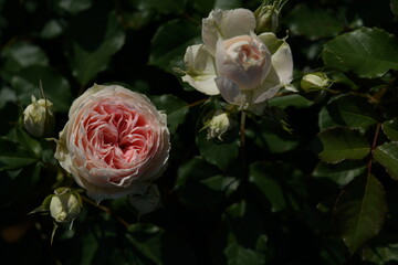 Faint Pink and White Flower of Rose 'Pashmina' in Full Bloom
