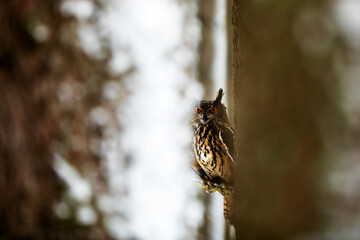 Eurasian eagle-owl (Bubo bubo) is seen in the vista between the trees as they sit on a branch