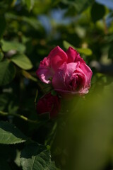Pink Flower of Rose 'Paul Ricault' in Full Bloom
