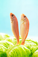 Chilled sea red shirt