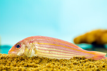 Obraz premium Chilled sea red shirt