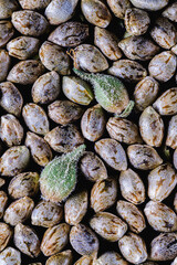 Medical cannabis seeds background in macro. two unpeeled green seeds. Top view. Vertical.
