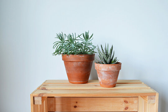 Succulents house plants senecio and haworthia in terracotta pots on wooden box over white