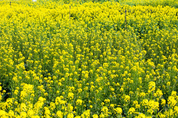 The rape field in spring