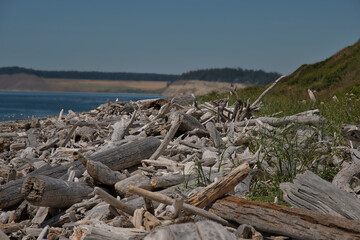 Fototapeta na wymiar 2020-07-31 A PILE OF DRIFTWOOD WASHED UP ON SHORE ON WHIDBEY ISLAND