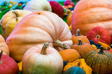 Various exotic and colorful pumpkin varieties