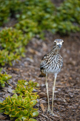 Full length frontal view of a Bush Stone-Curlew bird standing in bark and succulent garden showing its tall slim build, black streaking on its breast and bright yellow eyes
