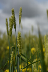 wheat field in the summer