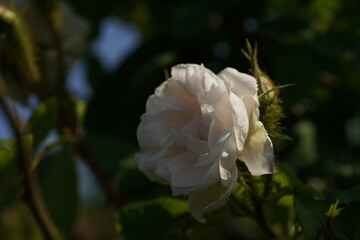 Whit Flower of Rose 'Perpetual White Moss' in Full Bloom
